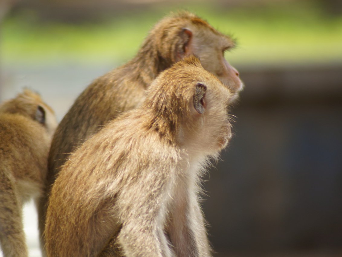 实验猴价格连跌，囤猴的CRO企业亏了